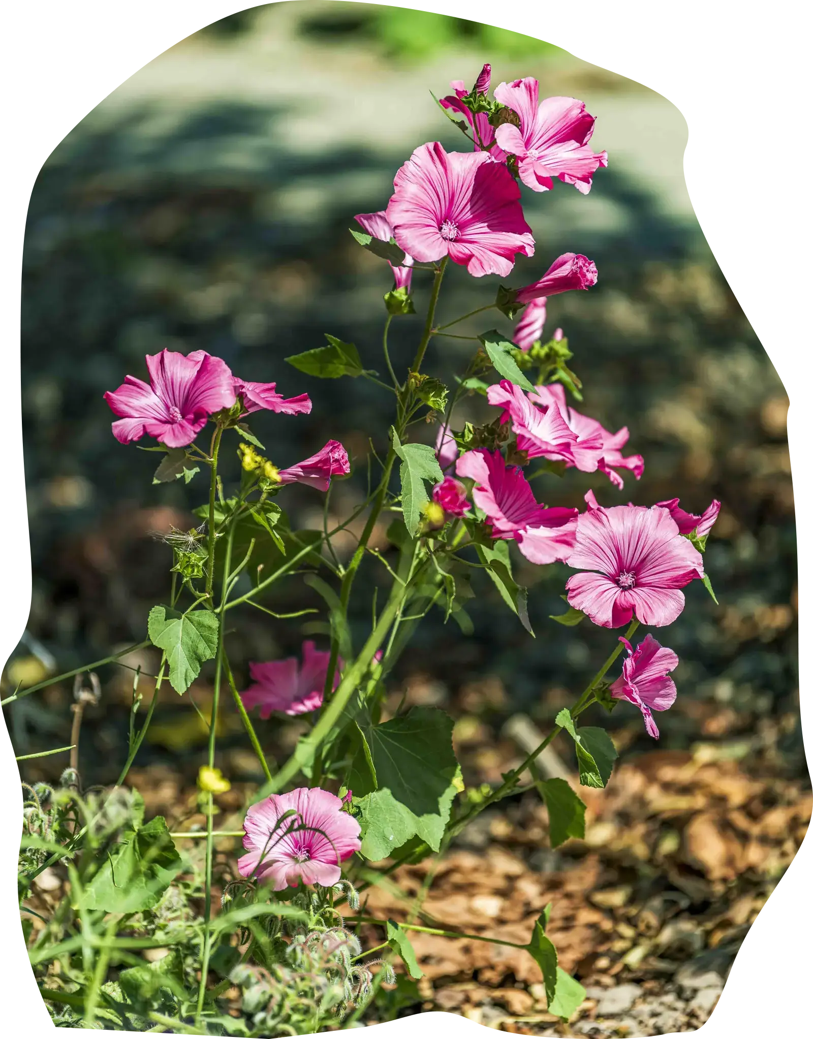 Foto van het complex (5168)