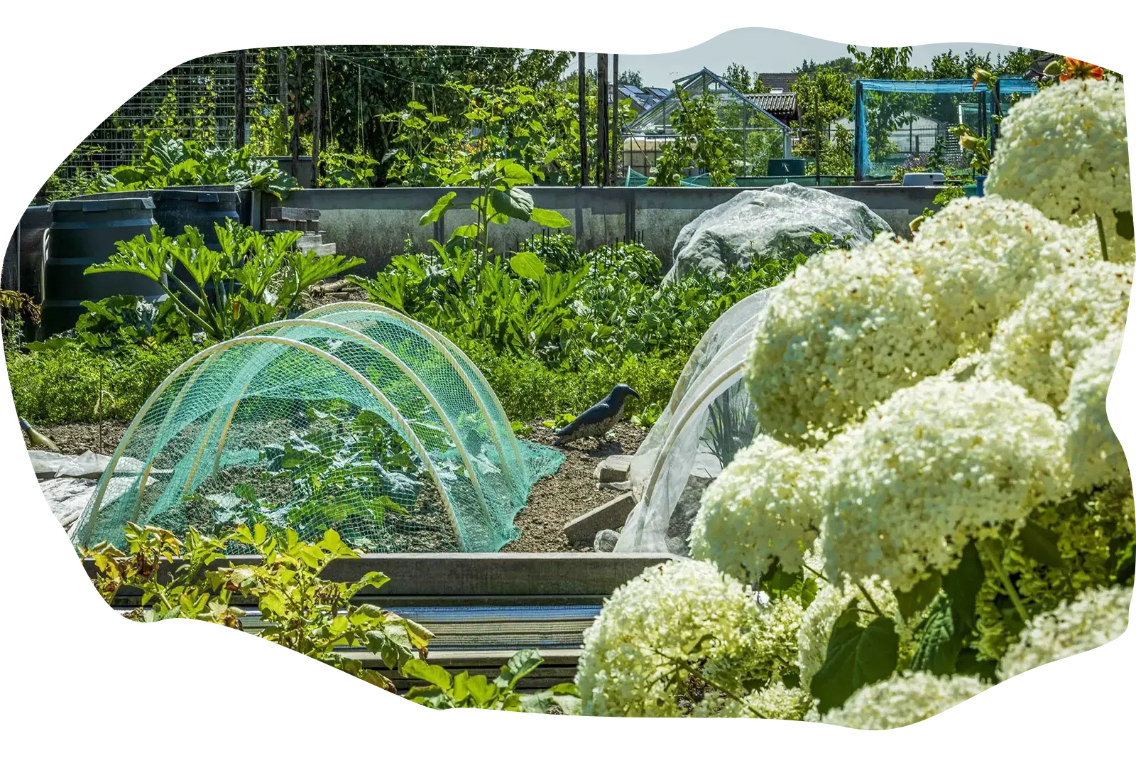 Moestuin met net over het bed