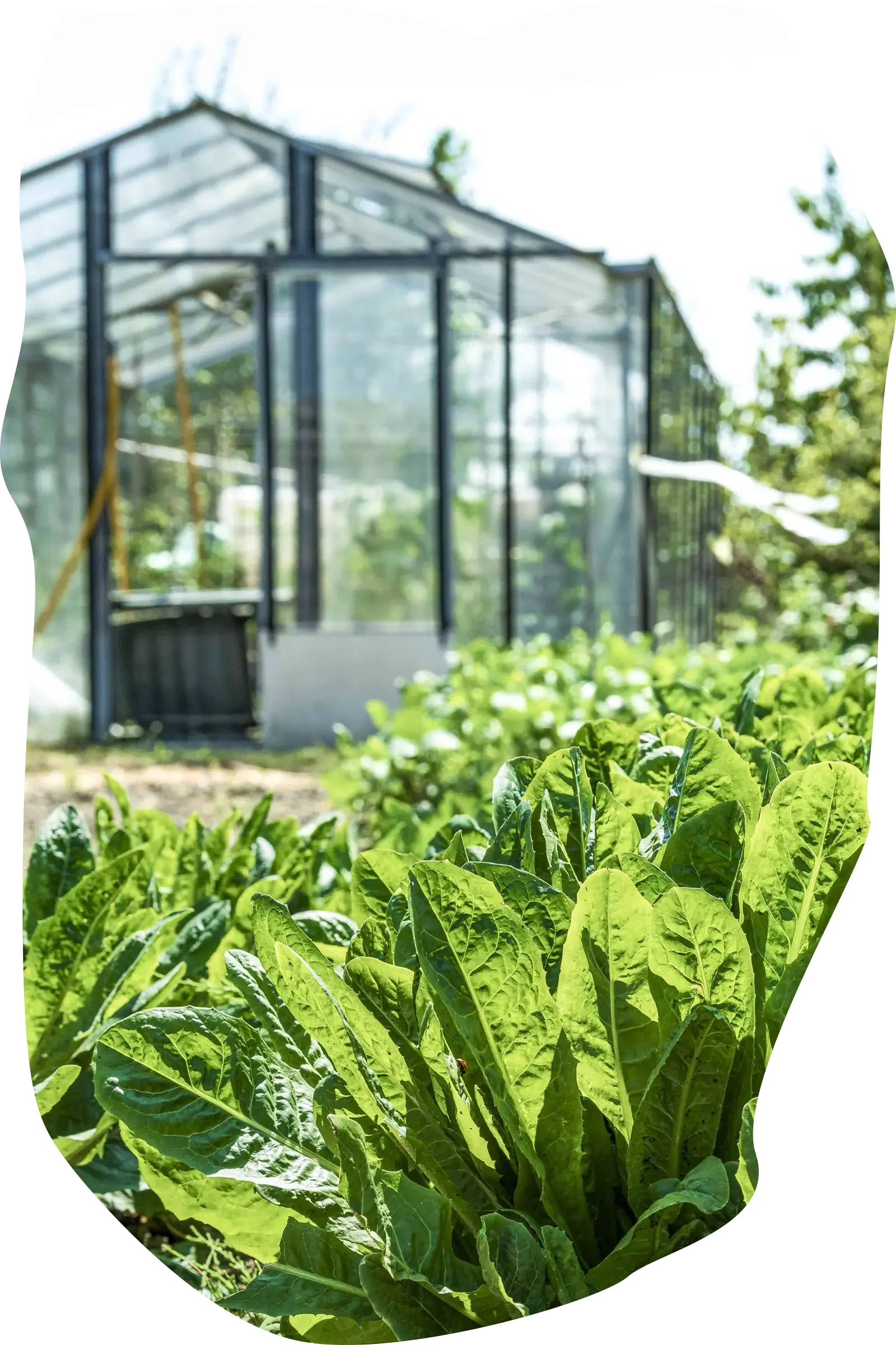 Kas met groene planten in de tuin