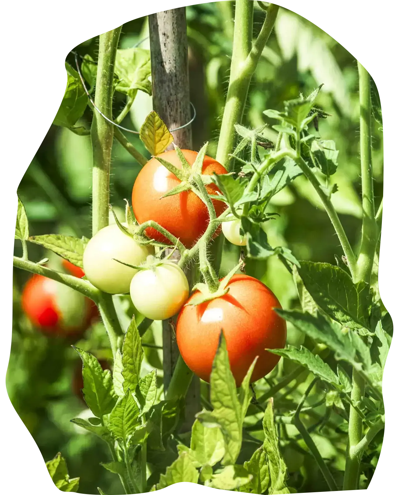 Tomatenplant in de moestuin