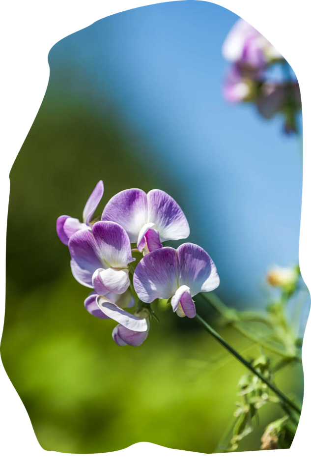 Lathyrus in de volkstuin